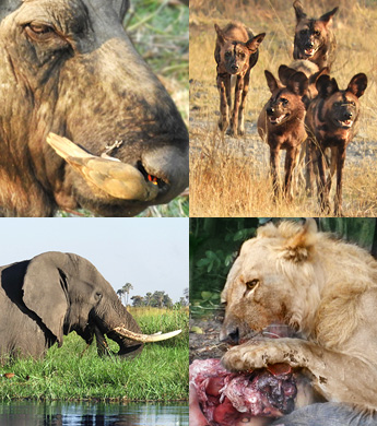 Flugsafari in Botswana