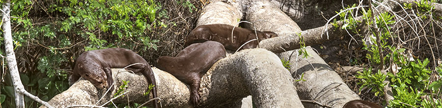 Schlafende Riesenotter im Pantanal