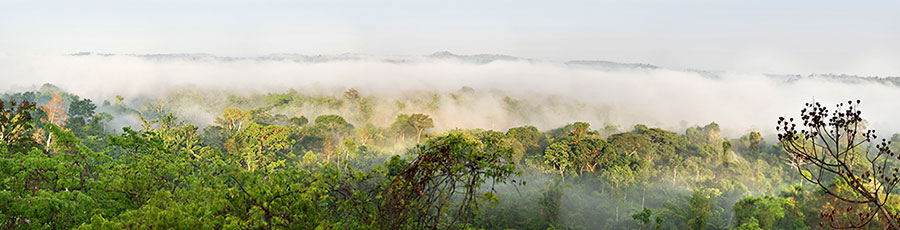 Morgennebel Wolken über dem Amazonas Regenwald fotografieren