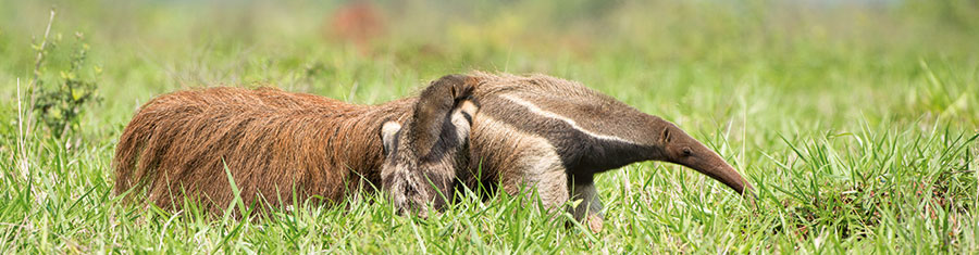 Ameisenbärin mit Nachwuchs im Südlichen Pantanal