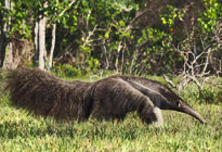 gelb blühender Lapacho zur Blütezeit der Lapacho Bäume im Pantanal