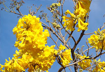 gelb blühender Lapacho zur Blütezeit der Lapacho Bäume im Pantanal