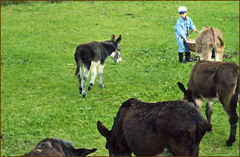 Bauernhof mit Tieren