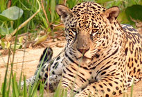 Kundenfoto von einer Jaguar-Safari im Pantanal