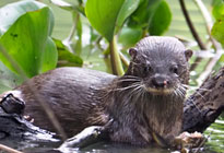 Riesenotter Familie spielt mit Fisch