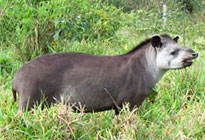 Flachlandtapir im Pantanal