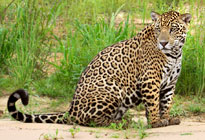 ein Jaguar Weibchen am Flussufer