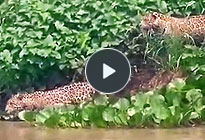 Videoclip von 2 schwimmenden Jaguaren im Cuiaba Fluss