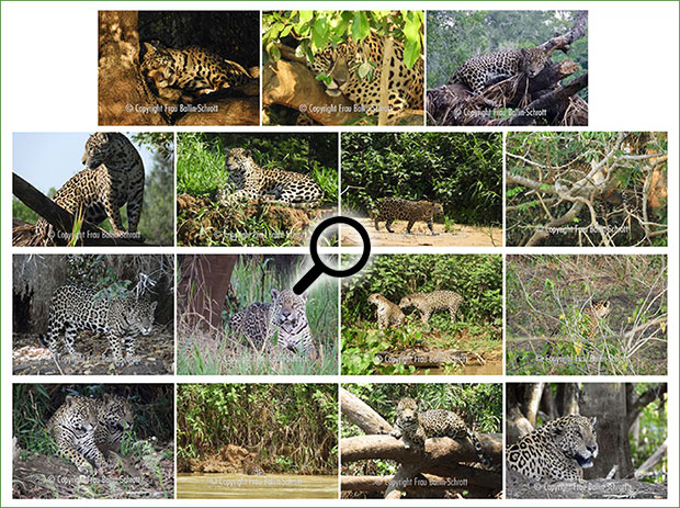 viele Fotos von unseren Jaguar Safaris im Pantanal