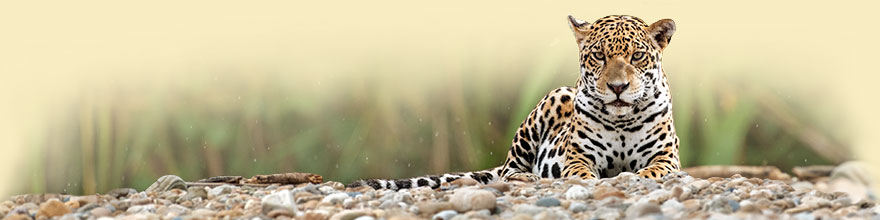 Jaguar am Flussufer im Tambopata Regenwald