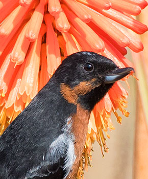 Nektarvogel an einer Bromelie in den peruanischen Anden