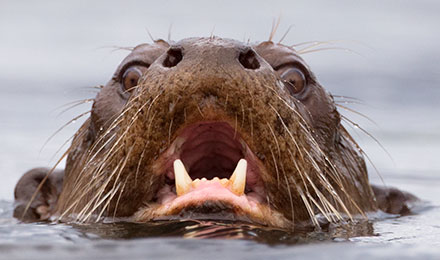 Riesenotter auf der Jagd im Tambopata-Nationalpark