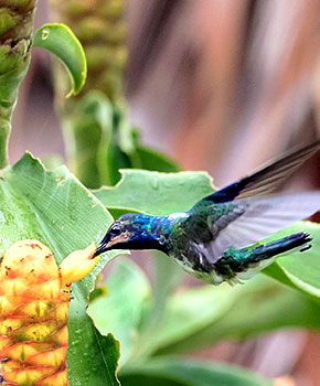 In Peru leben über 100 Kolibriarten