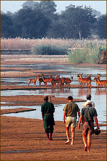Safaris im Luangwa Nationalpark und Reisen nach Sambia