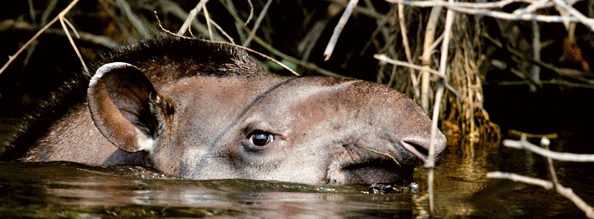 Flachlandtapir