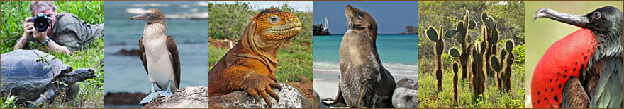 Tiere beobachten auf den Galapagos Inseln