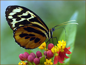 Schmetterlinge im Regenwald von Ecuador