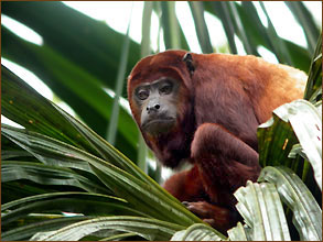 Roter Brüllaffe im Regenwald von Ecuador