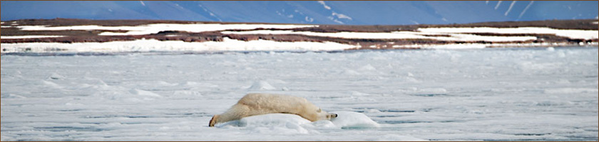 Kreuzfahrt Reisen Spitzbergen mit Wanderungen