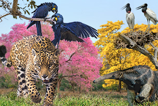Tipps für Pantanal-Reisen die beste Reisezeit, Unterkünfte im Pantanal und Jaguar Safaris 