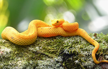 In Costa Rica sind 137 Schlangenarten bekannt