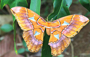 in Costa Rica sind ungefähr 18.000 Schmetterlingsarten zu finden.
