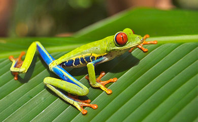 Pfeilgiftfrosch - Costa Rica Reise mit Tiere beobachten im Corcovado-Nationalpark