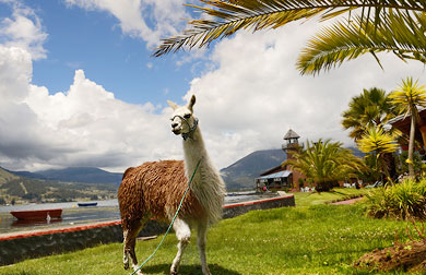 Guanako an einem malerischen See in den Anden