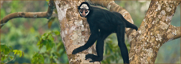 White whiskered Spider Monkey 