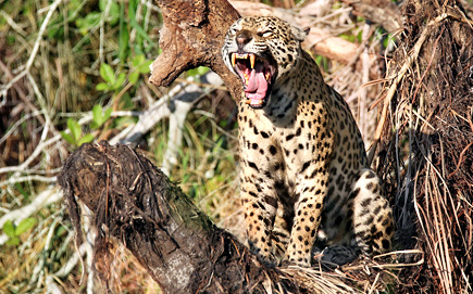 auf einer Jaguar-Safari im Pantanal am Flußufer saß diese gähnende Raubkatze