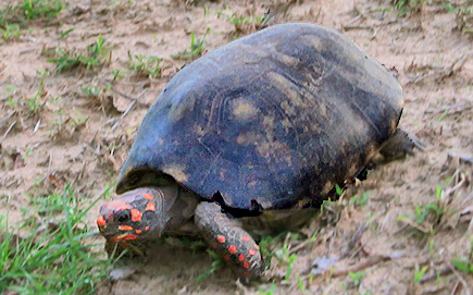 Eine etwa 20 Jahre alte  Köhlerschildkröte am Wegesrand im Pantanal 