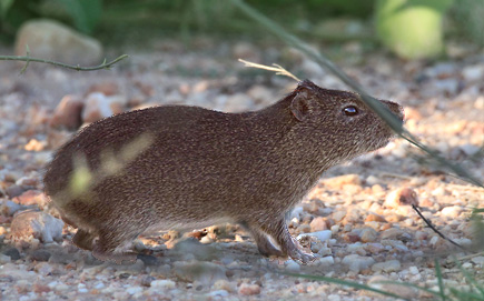 auf unserer Pantanal-Reise mit Tierbeobachtungen begegneten wir diese kleine Wildmeerschweinchen