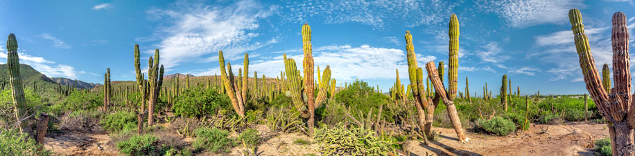 die Sonora-Wüste erstreckt sich im Grenzgebiet zwischen den USA und Mexiko