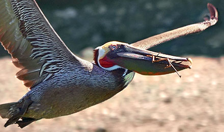 Braunpelikane sind große, schwere Wasservögel mit kurzen Beinen, Schwimmfüßen und langem Schnabel