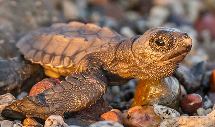  Nur etwa alle 2 bis 3 Jahre kommen Meeresschildkröten zur Eiablage an Land