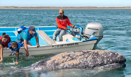 Walkalb wird von Mutter gegen das Boot gedrückt, damit man Wale streicheln kann - nirgends zeigen Wale so eine wenig scheues Verhalten