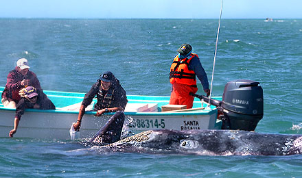 Weltweit ist es nur in den drei Lagunen der Baja California möglich Wale zu berühren und zu streicheln