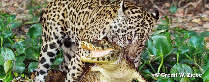 Jaguar hat einen Kaimam erbeutet - tolles Foto von Herrn Ziebe