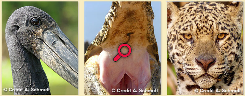 Kundenfotos aus dem Pantanal von Frau Schmidt