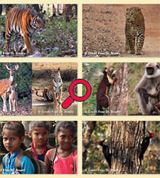 Reise Tiere in Südindien