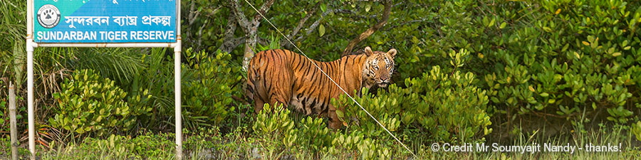 im Golf von Bengalen lebt die größte Tigerpopulation der Welt