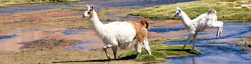 Die südamerikanischen Lamas in der Atacama-Wüste gehören zur Familie der Kamele - Camelidae