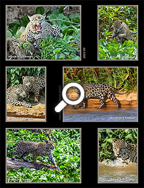während nur 8 Tagen konnten auf dem Cuiaba-Fluss 9 verschieden Jaguare beobachtet werden