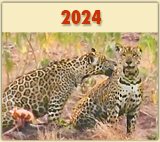 Seltene Tierbeobachtung: ein Jaguar-Maennchen und Weibchen waehrend einer Safari entlang der Transpantaneira