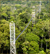 Regenwald Hängebrücke für Tierbeobachtungen
