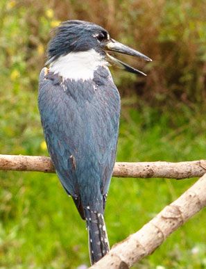 Gr&ouml;&szlig;ter Eisvogel auf dem amerikanischen Kontinent - besonders im Juni ist das Pantanal ein Paradies f&uuml;r V&ouml;gel