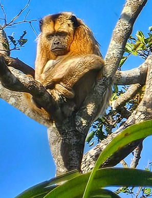 brasilianischen Teil des Pantanals leben rote und schwarze Br&uuml;llaffen