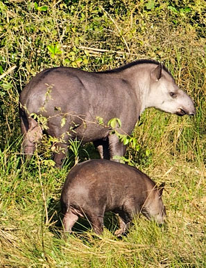 eigentlich sind Tapire recht scheue, im Pantanal jedoch ist ihre Fluchtdistanz sehr gering