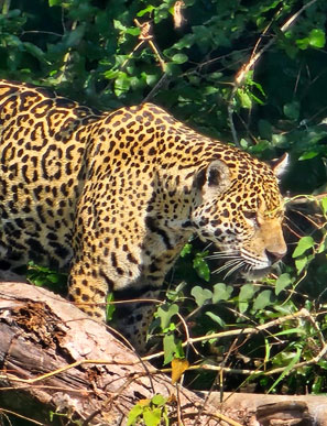 Ein Jaguar h&auml;lt Ausschau nach Beute auf einem Baumstamm &uuml;ber dem Fluss Cuiaba