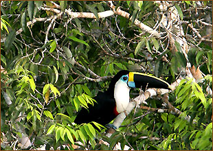 Reisen in den Amazonas Regenwald